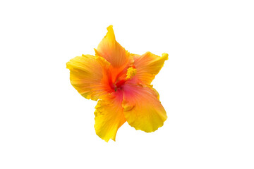 Fototapeta na wymiar yellow hibiscus flower isolated on white background