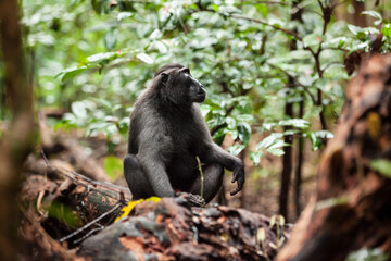Naklejka na ściany i meble Crested black macaque is checking the surroundings, Tangkoko National Park, Indonesia