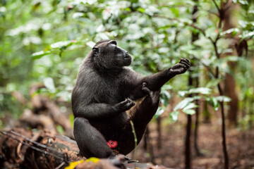 Obraz premium The Celebes crested macaque stretches its legs, Tangkoko National Park, Indonesia