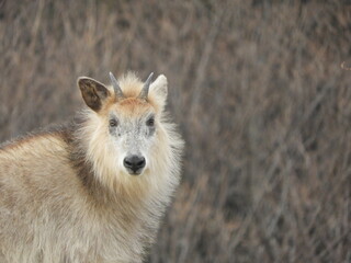 ニホンカモシカ