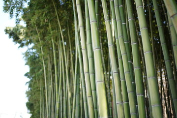 Green bamboo forest, mysterious oriental culture