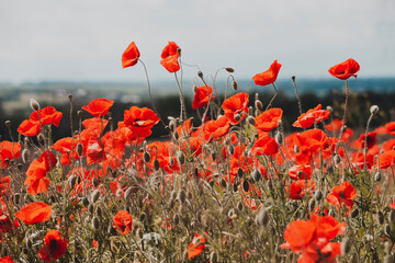 the poppies field - 475660148