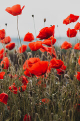 the poppies field