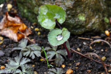 Rain drop sitting on a wild original Cyclamen green leaf 