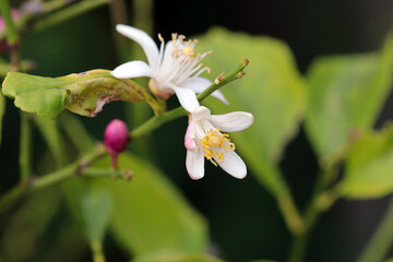 Noble looking white mountain flower 