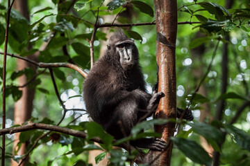 Sulawesi crested macaque climbs the tree, Tangkoko National Park, Indonesia
