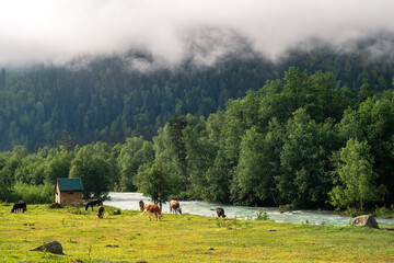 horses graze in the mountain valley low clouds