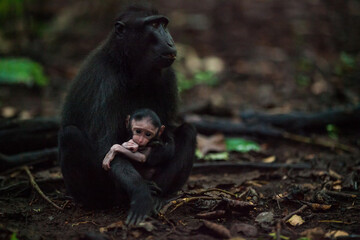 Mother and baby of macaca nigra sitting in the forest