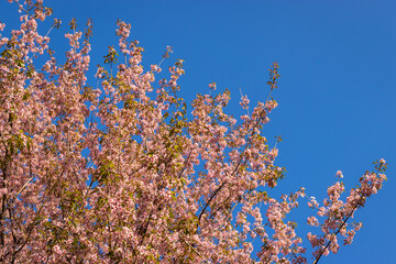 cherry blossom tree with bright blue sky at afternoon from different angles