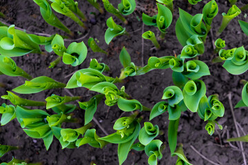Natural Fibonacci Spiral on the young lily of the valley leaves. Soil background. Dew on the leaves. Top view. Selective focus.  
