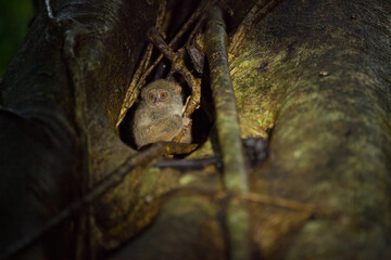 A family of tarsier is peeking out of the tree, Tangkoko National Park, Indonesia