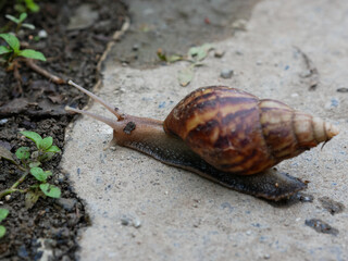 Snail or Achatina fulica one of the worst invasive species on earth.