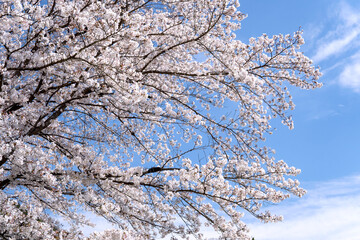 青い空に桜の花の背景素材【春】
