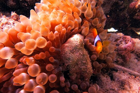 Red Sea Anemone