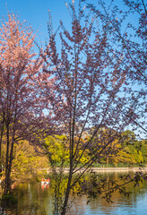 cherry blossom tree with bright blue sky at afternoon from different angles