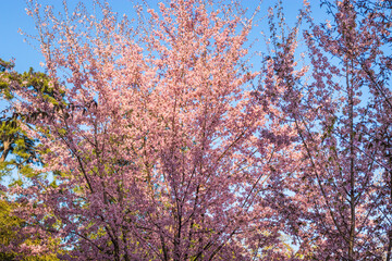 Fototapeta premium cherry blossom tree with bright blue sky at afternoon from different angles