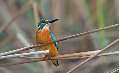 A Kinfisher - Alcedo atthis, Greece