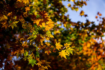 カエデ　紅葉　黃葉　アップ