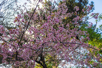 pink cherry blossom flowers bunches in tree branch at afternoon from different angles