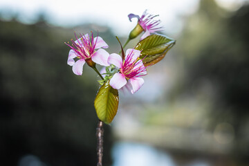 pink cherry blossom flowers with blurred background at afternoon