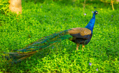 Naklejka premium Peacock feathers texture. Plumage of tropical unusual fairy birds of multi-colored blue yellow green feathers as a background. Peacock tail.