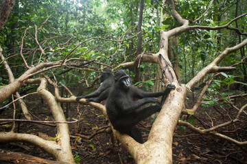 Two black macaques sit on the tree