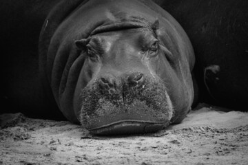 Grayscale shot of a hippo in a zoom