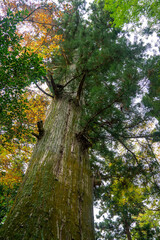 Fototapeta premium 巨木 杉 高尾山薬王院