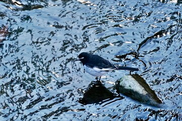 japanese wagtail in the river