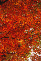 燃えるような紅葉　秋の風景