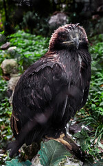 Fototapeta premium Young golden eagle on the stone. Latin name - Aquila chrysaetos 