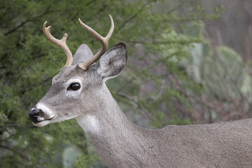 Closeup of a white-tailed deer buck