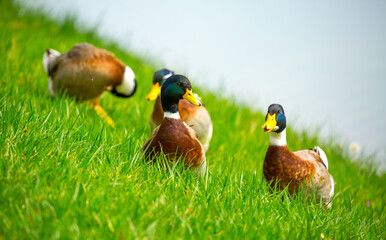 Geese and ducks walk on the grass in a green meadow in the pasture. Livestock raising and farming in the village.
