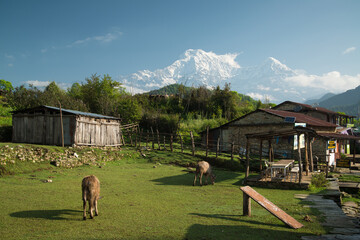 Pothana village in Nepal druing the Annapurna Sanctuary trek