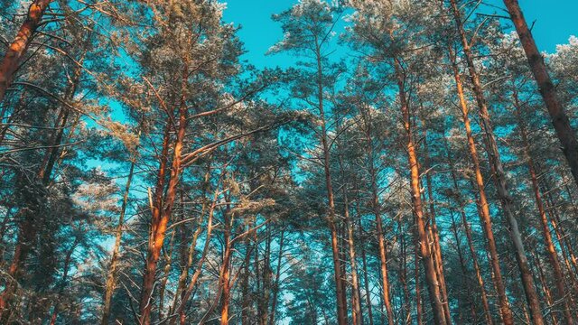 4K Shadows From Forest Pines Trees In Motion On Winter Woods. Scenery Forest View. Sunset Sunlight On Pines Greenwoods Woods Landscape. Time-Lapse Time Lapse