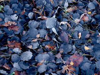 The leaves lie on the ground in late autumn. Original natural background