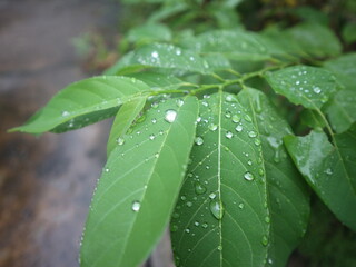 details of water droplets on srikaya leaves after rain