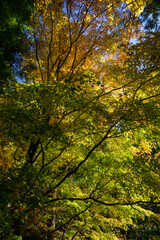 秋の自然林　木漏れ日　東京の森