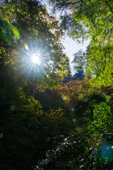 秋の自然林　木漏れ日　東京の森