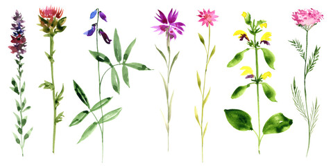 watercolor drawing set of wild flowers, isolated at white background, hand drawn illustration