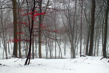 red leafed trees in the snowy forest