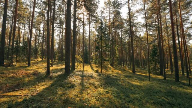 Beautiful Sunset Sun Sunshine In Sunny Summer Coniferous Forest. Sunlight Sunrays Shine Through Woods In Forest Landscape. Time Lapse, Timelapse, Time-lapse
