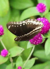 butterfly on flower