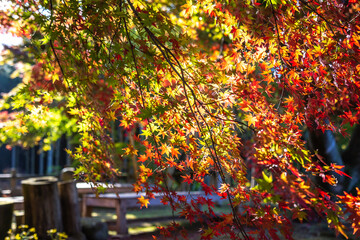 紅葉　秋のイメージ
