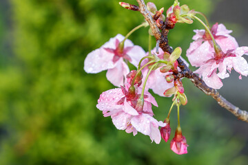 桜の花　春のイメージ