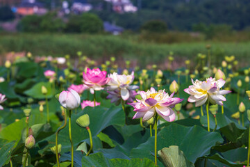 Fototapeta premium 蓮の花 初夏のイメージ