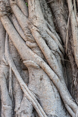 Closeup detail of intricate natural texture of the trunk and bark of an old ficus religiosa aka bodhi tree or sacred fig