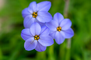 ハナニラの花　春のイメージ