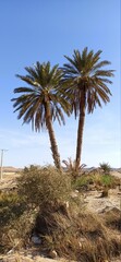 Pictures of palm trees from the desert of Algeria