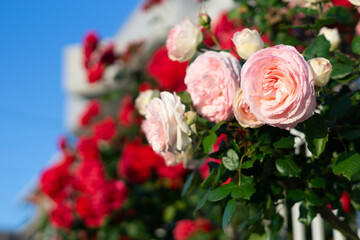 バラの花　屋外撮影